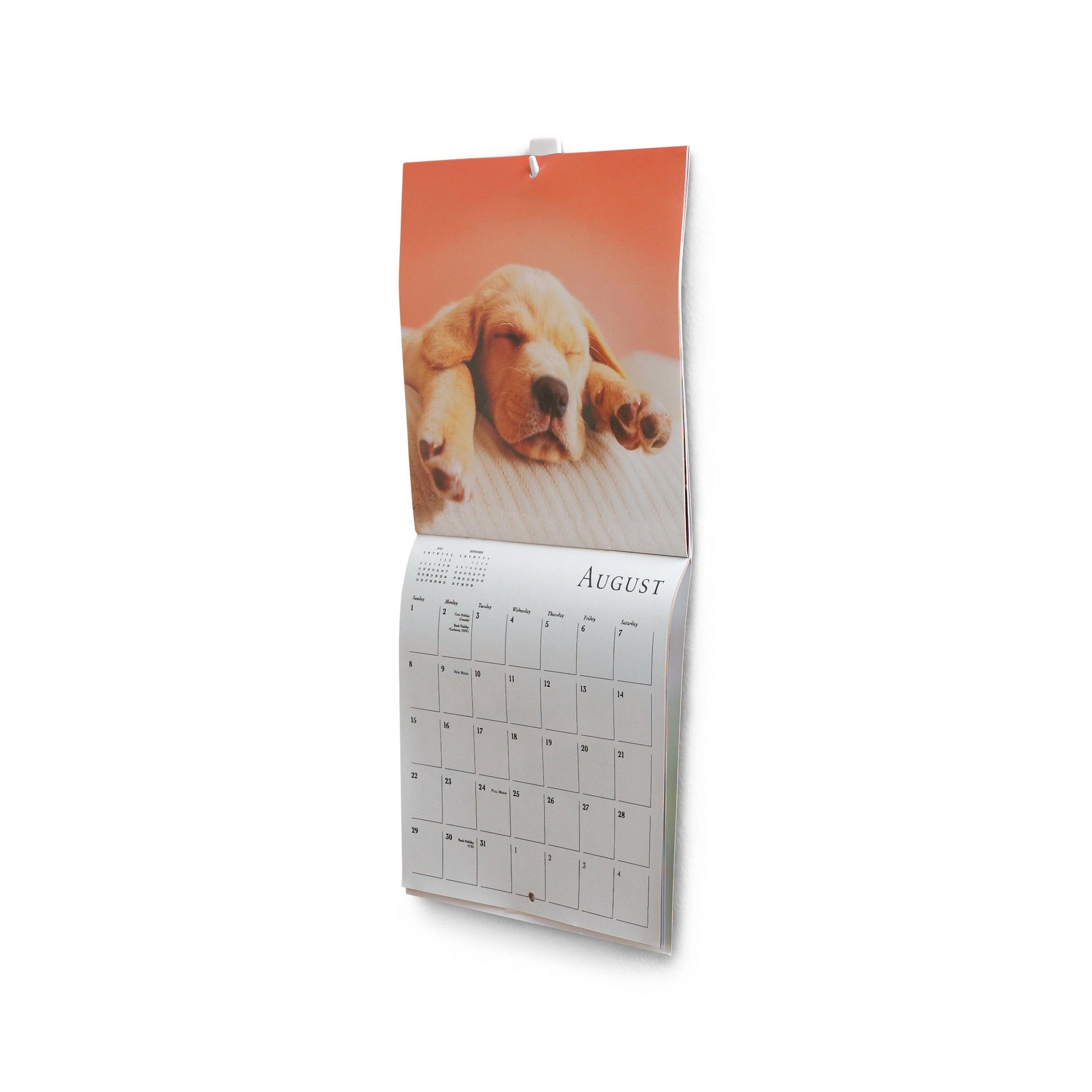 Ein Wandkalender, der bis August geöffnet ist, zeigt einen hellbraunen Welpen über dem Gitter. Ideal für kleine Räume, er lässt sich leicht mit Command™ Mini-Haken, 17066 von 3M Deutschland GmbH (Klebehaken) aufhängen. Der Hintergrund ist weiß.