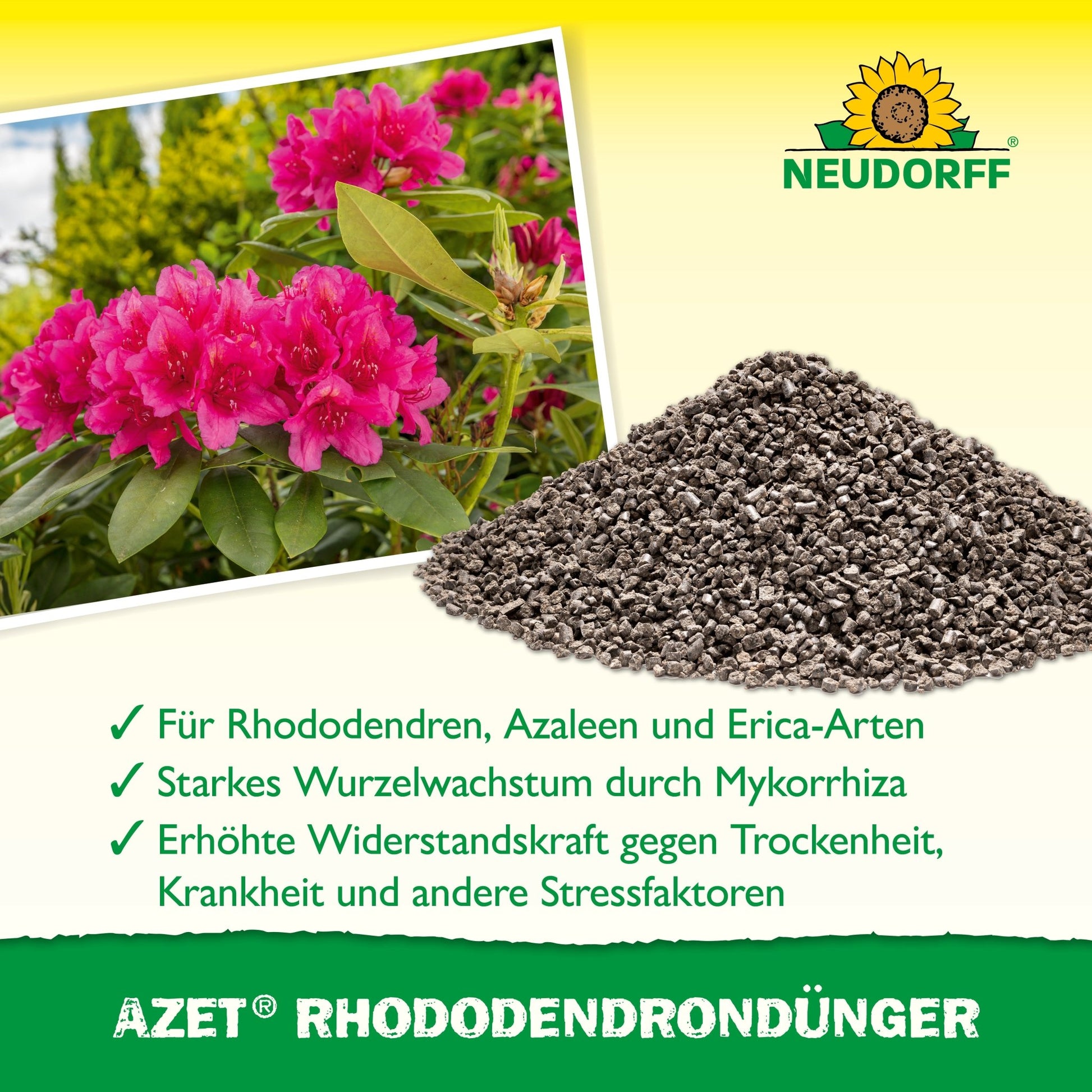 Ein Stapel Azet RhododendronDünger von Neudorff Shop liegt neben einem blühenden rosa Rhododendron. Der Text darunter beschreibt die Vorteile von Rhododendron, Azaleen und Eriken. Oben ist das Neudorff-Logo zu sehen.
