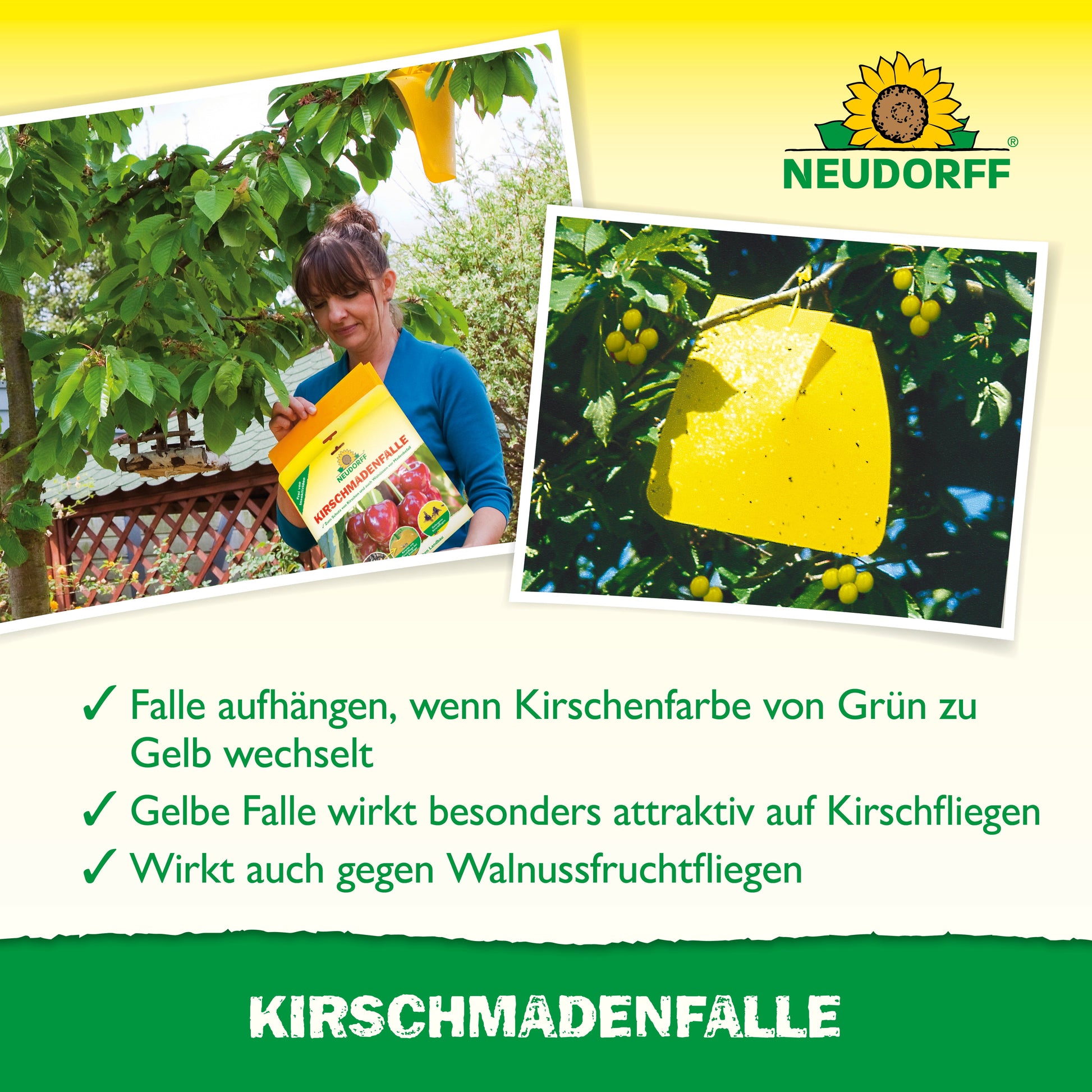 Während der Kirschernte hängt eine Person eine Neudorff Shop KirschmadenFalle an einen Kirschbaum. Inset: Nahaufnahme von Insekten, die sich in der gelben Falle verfangen haben, die reife Kirschen vor Kirschfruchtfliege und Walnussfruchtfliege schützt.