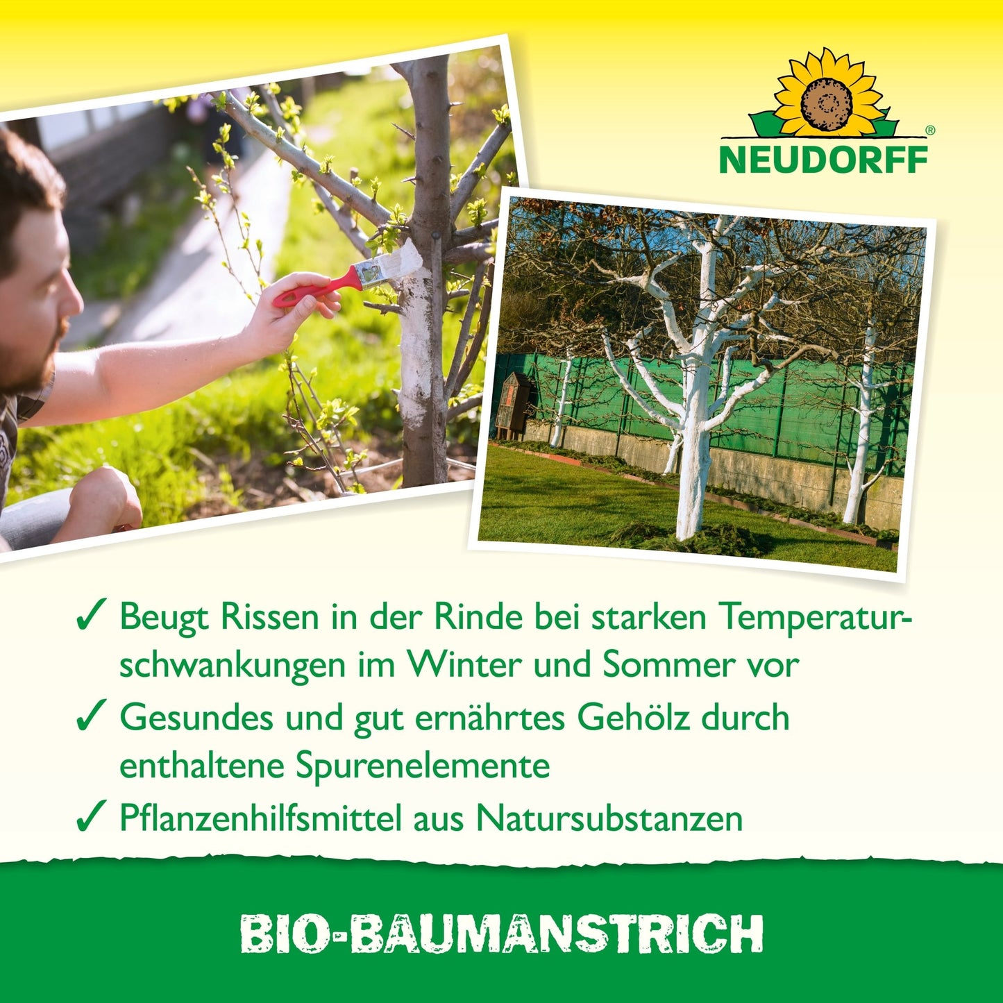 Eine Person trägt mit einem Pinsel den Bio-Baumanstrich von Neudorff Shop auf einen Baumstamm auf. In der Nähe stehen Bäume mit weißen Stämmen im Gras. Der deutsche Text erklärt, dass dieses Produkt hilft, die Baumrinde zu schützen und zu pflegen.