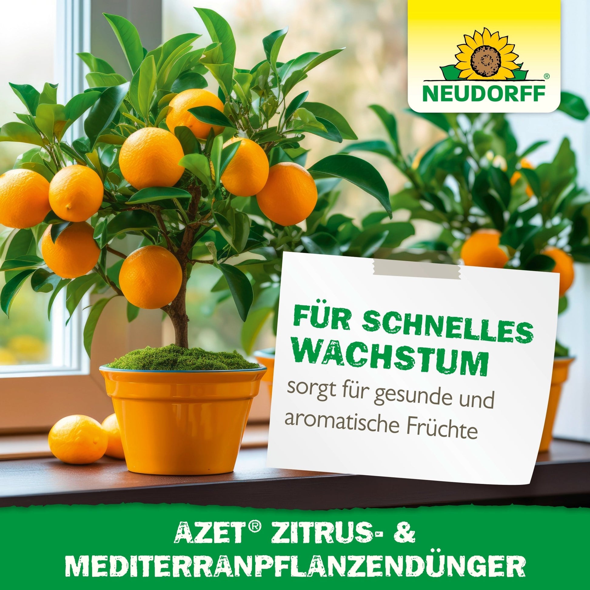 Zwei getopfte Orangenbäume mit reifen Früchten stehen auf einer Fensterbank. Ein Schild auf Deutsch wirbt für "schnelles Wachstum" und "aromatische Früchte" bei mediterranen Kübelpflanzen mit dem Azet Zitrus- & MediterranpflanzenDünger von Neudorff Shop.