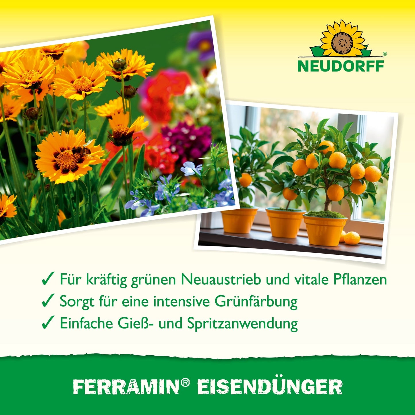 A collage shows blooming yellow and orange flowers on the left side and potted orange trees on a windowsill on the right side, with German text about the benefits of Ferramin iron fertilizer and the Neudorff Shop logo.