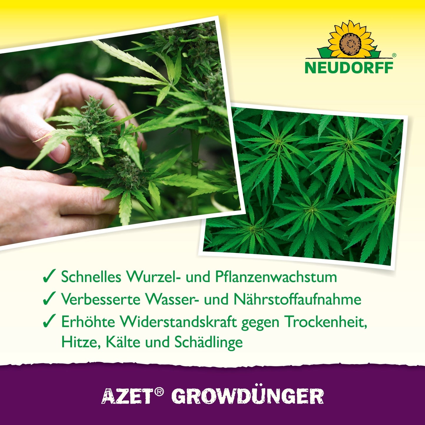 A person inspects a healthy cannabis plant, highlighting Azet GrowFertilizer from Neudorff Shop. The German text describes the improved growth and resilience of the plant. The Neudorff logo is visible above.