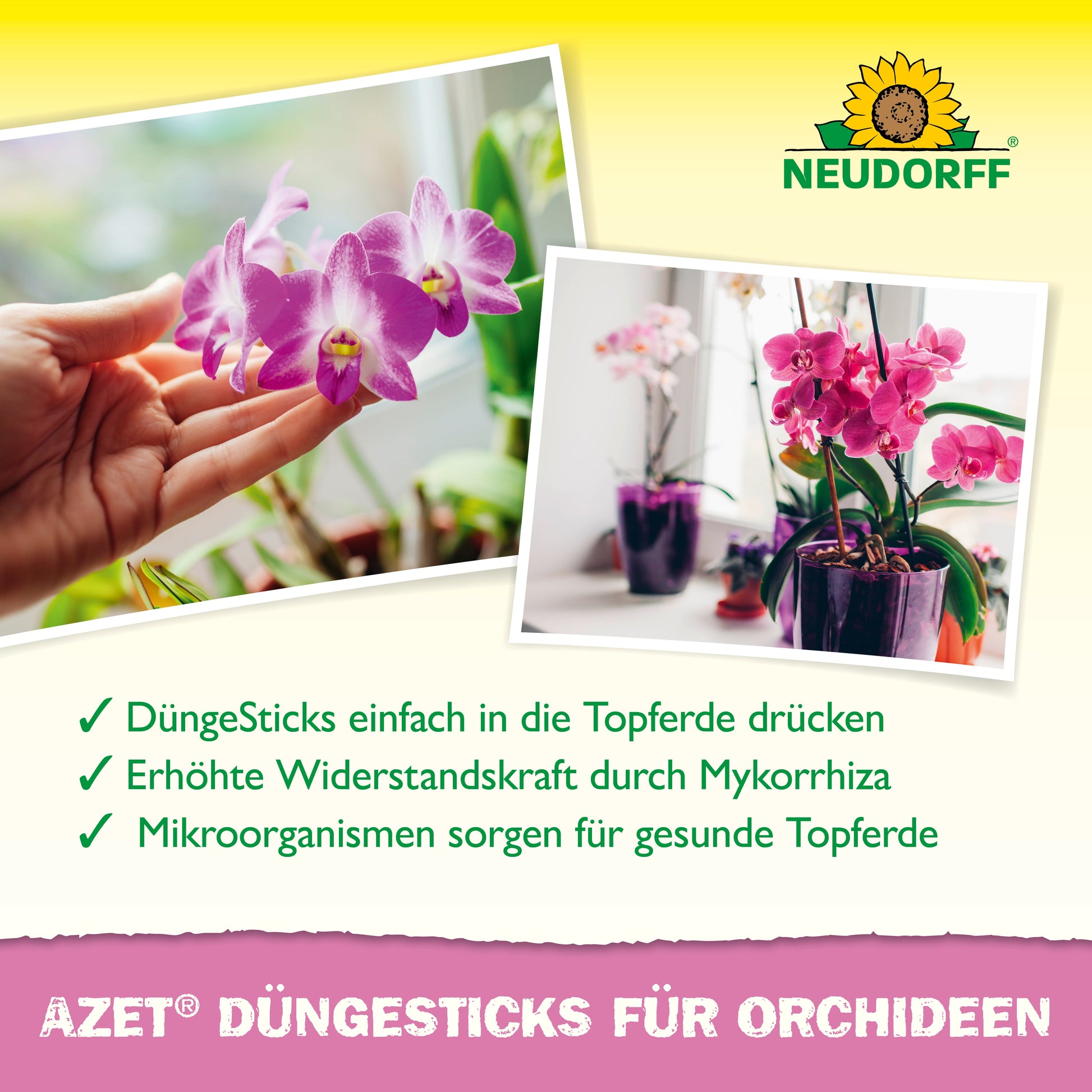 Zwei Fotos von blühenden Orchideen in Töpfen. Der deutsche Text wirbt für Azet Düngesticks für Orchideen vom Neudorff Shop und hebt deren Vorteile hervor. Oben rechts ist das Neudorff-Logo zu sehen - für exotische Blütenpracht.