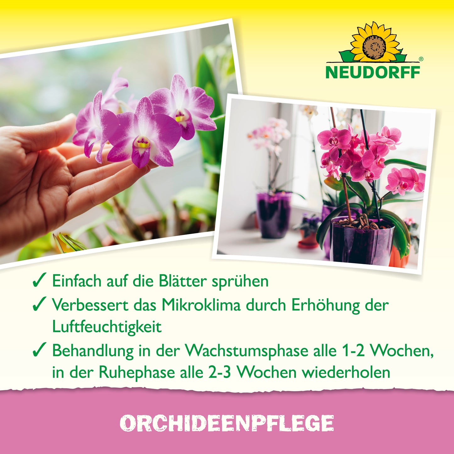 Eine Hand besprüht eine Orchidee mit der OrchideenPflege von Neudorff Shop. Der deutsche Text rät zu regelmäßigem Besprühen mit diesem Produkt als Hilfsmittel für die Pflanzenpflege, um die Luftfeuchtigkeit zu erhöhen und die Gesundheit der Orchideen zu unterstützen. Das Foto zeigt eine Orchidee im Hintergrund.